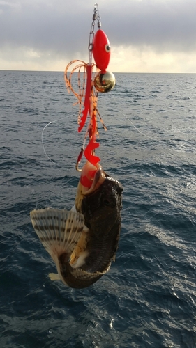 ツマグロカジカの釣果