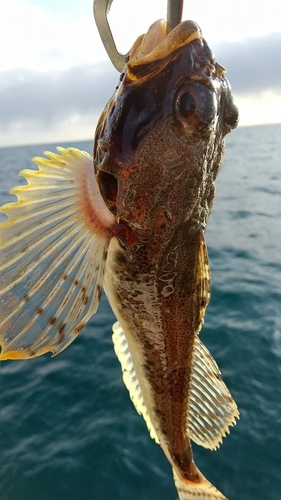 ツマグロカジカの釣果