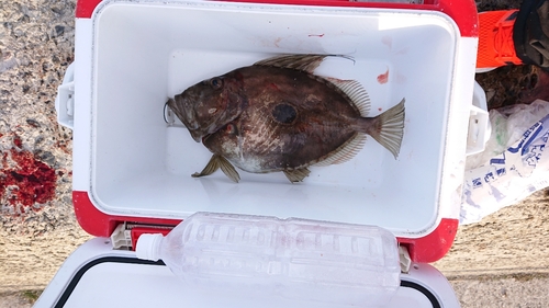 マトウダイの釣果