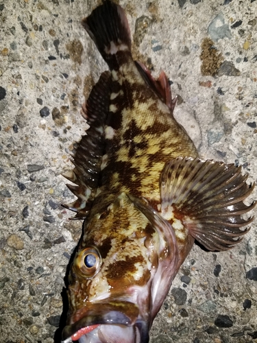 カサゴの釣果