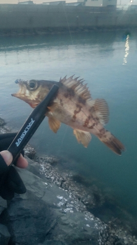 メバルの釣果