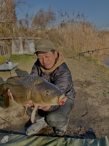 コイの釣果