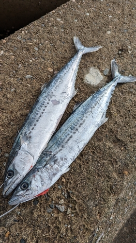 サゴシの釣果