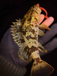 タケノコメバルの釣果