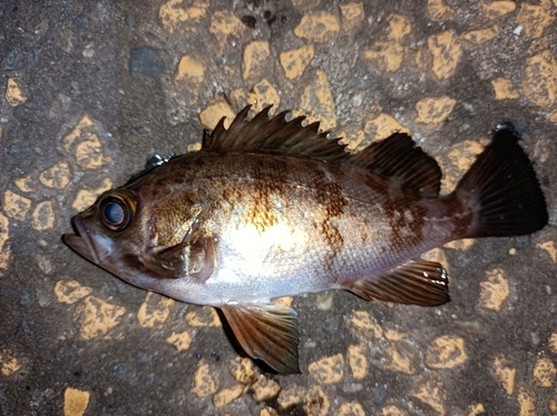 メバルの釣果