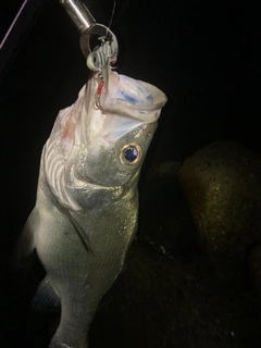 ヒラスズキの釣果