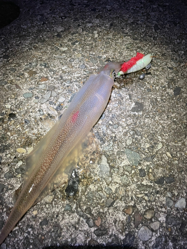 ヤリイカの釣果