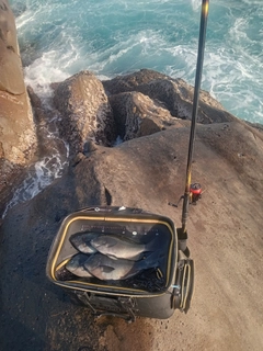 クチブトグレの釣果