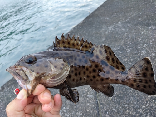 オオモンハタの釣果