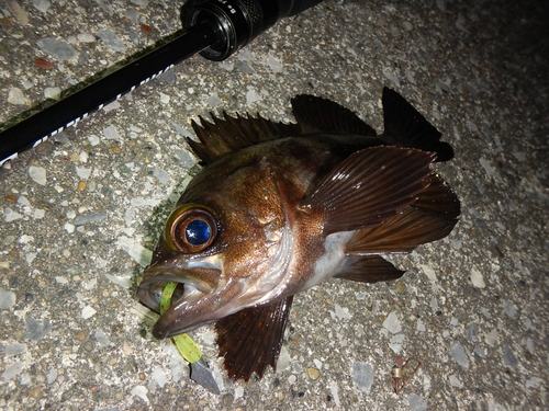 メバルの釣果