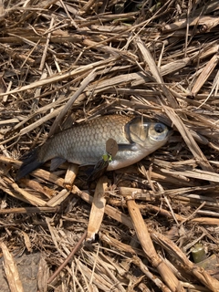 フナの釣果