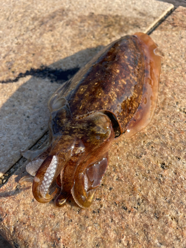 コウイカの釣果