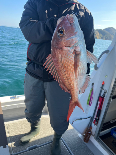 マダイの釣果