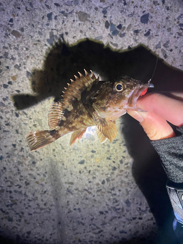 タケノコメバルの釣果