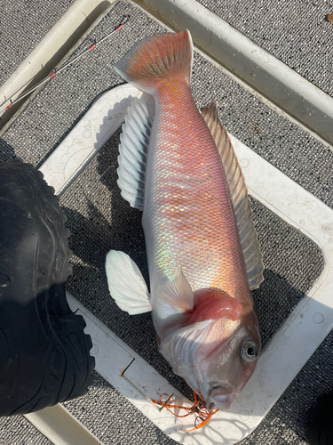 シロアマダイの釣果