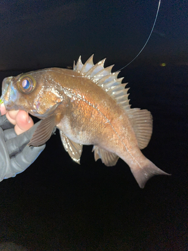 メバルの釣果