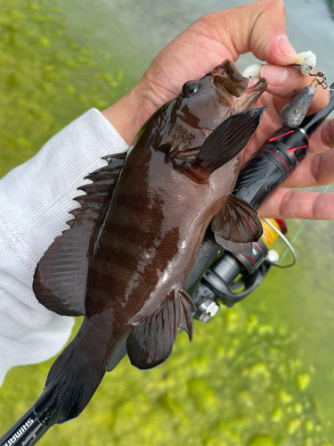 ヤミハタの釣果