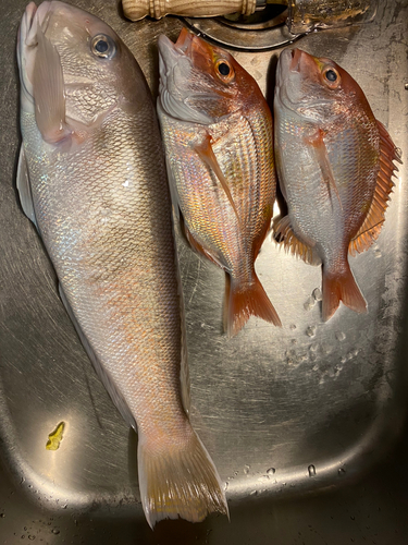 シロアマダイの釣果