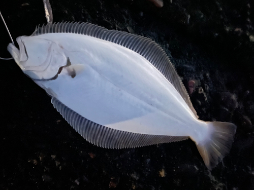 ヒラメの釣果