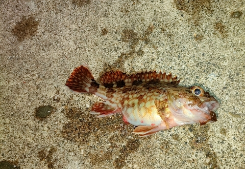 カサゴの釣果