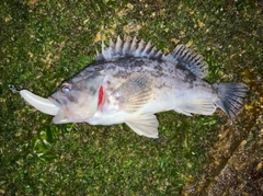 クロソイの釣果