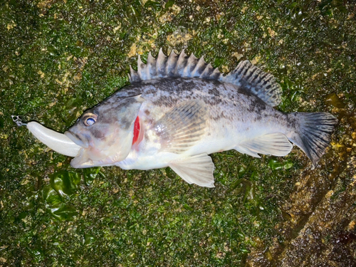 クロソイの釣果