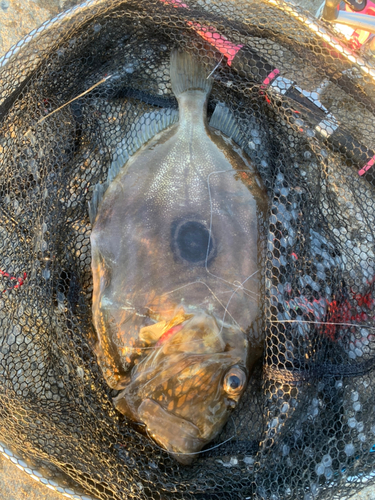 マトウダイの釣果