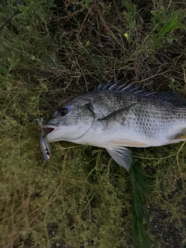 キビレの釣果