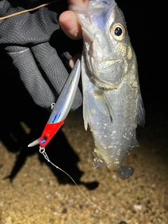 セイゴ（マルスズキ）の釣果