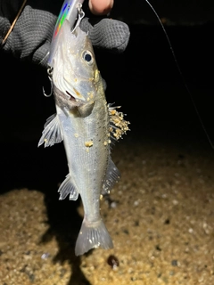 セイゴ（マルスズキ）の釣果