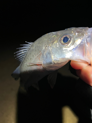 セイゴ（マルスズキ）の釣果