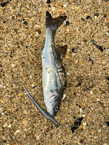 セイゴ（マルスズキ）の釣果