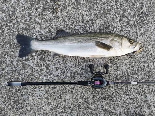 スズキの釣果