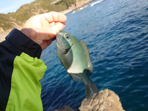 グレの釣果