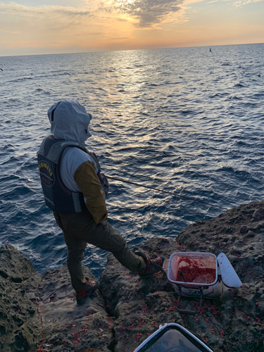 メジナの釣果