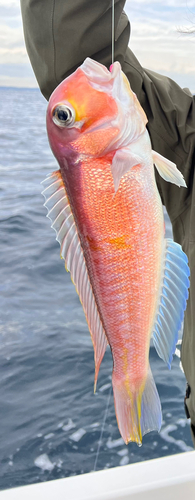 アマダイの釣果