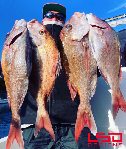 タイの釣果