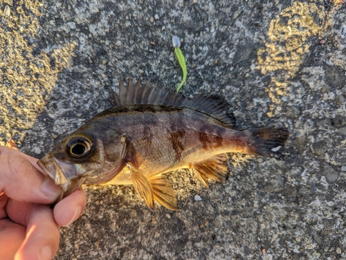 メバルの釣果