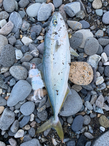 イナダの釣果