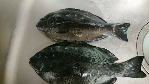 グレの釣果