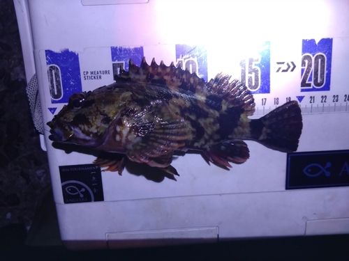 カサゴの釣果