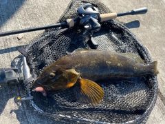 アイナメの釣果