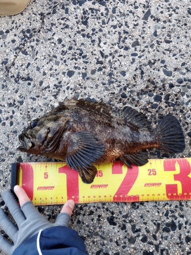 ムラソイの釣果