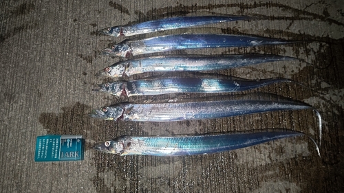 タチウオの釣果