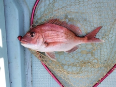 マダイの釣果