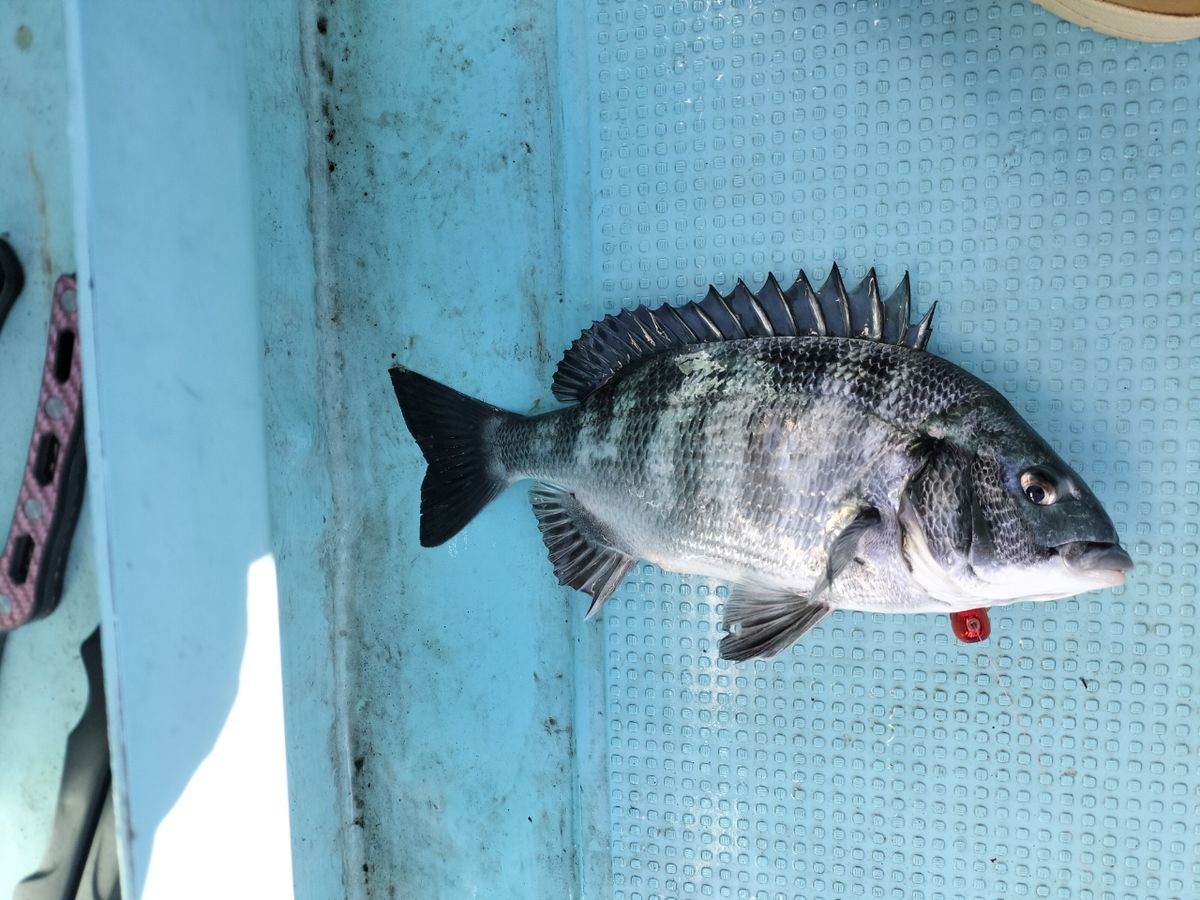 ドS東京湾鯛ラバ備忘録さんの釣果 3枚目の画像