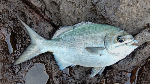 イスズミの釣果