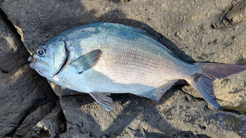 イスズミの釣果