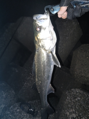 スズキの釣果