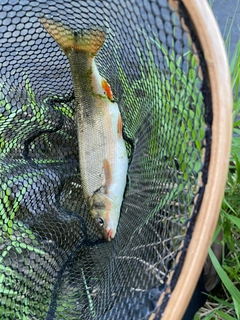 ウグイの釣果